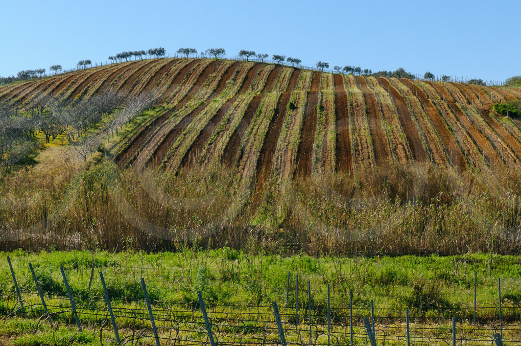 Campagna Siciliana 1