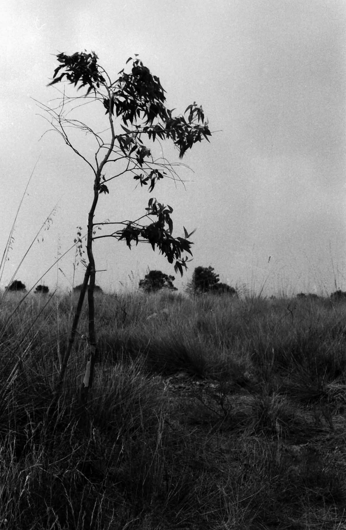 La storia di questo eucalipto vede la piantumazione di due alberelli uguali uno di fronte all'altro, in posizione significativa importante; erano stati messi per segno, per segnare una porta un ingresso un entrare a far parte di uno spazio, passare da uno spazio, attraverso loro due, in un altro spazio, importante questo perché diviso e condiviso, appartenente contenitore definito delineato, di vita spensierata di vita inusuale di vita libera da pavimenti puliti, da abiti lindi, da mani intonse, da sedie al loro posto e da posti alla propria sedia, Segnavano davano l'accesso a questo spazio. Uno a destra e uno a sinistra. Non ci sono più, quello di destra non ce l'ha fatta a diventare grande, quello di sinistra si ha visto ed ha accolto bambini che adesso sono uomini alti e forti come lui, e donne madri a loro volta, come era lui. Poi un giorno non l'ho più visto. Non ho chiesto nulla perchè da solo non è potuto andare via.