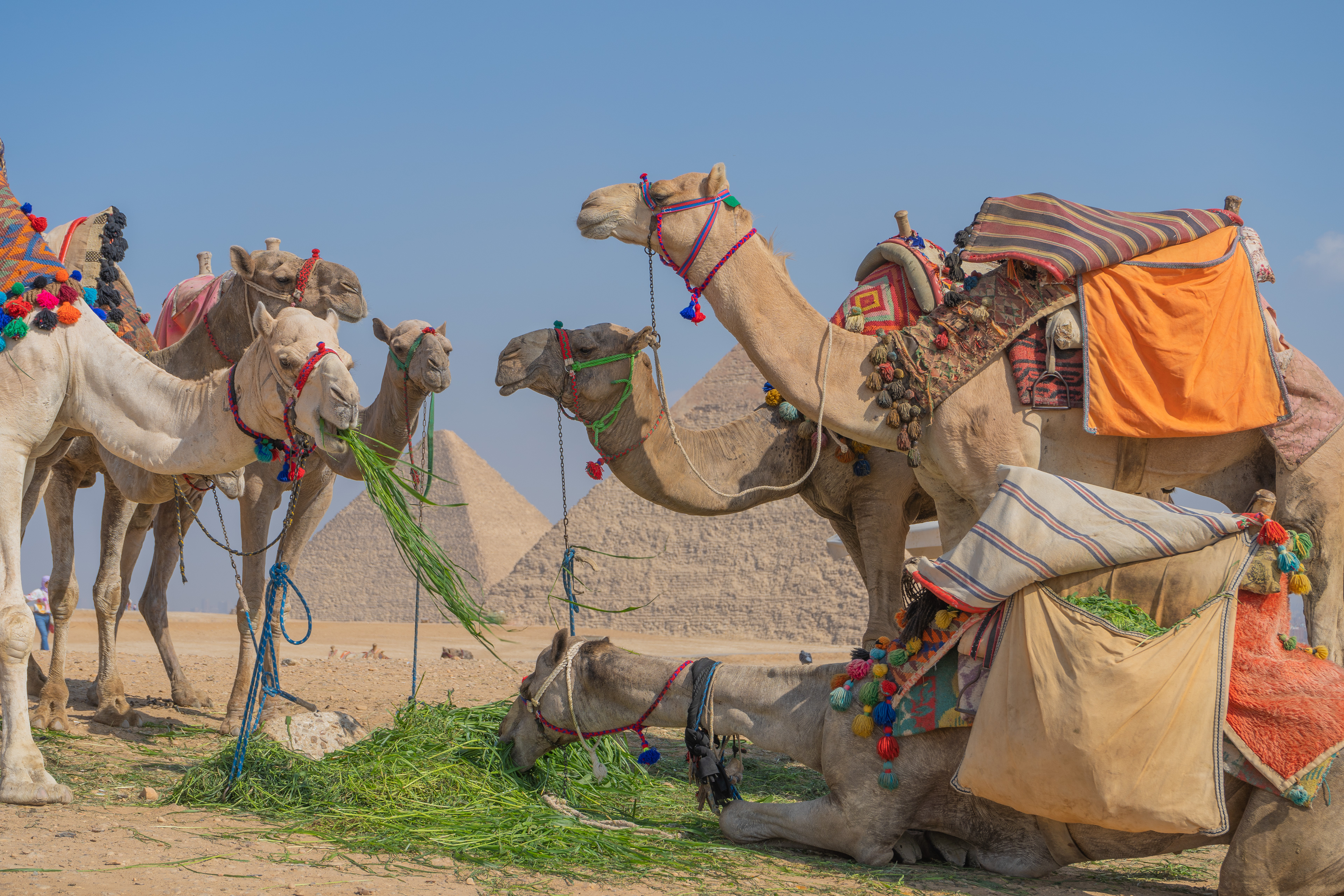 Camels eating at the Giza Pyramids