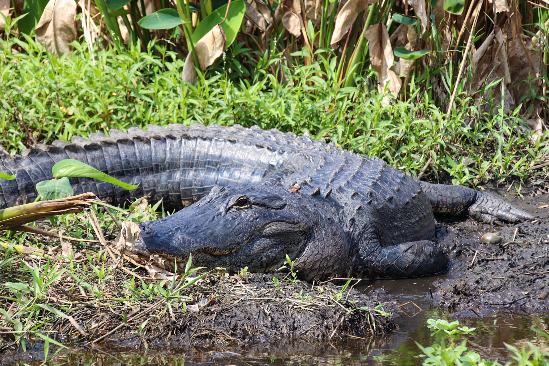 Aligator - Blue Springs State Park - Florida