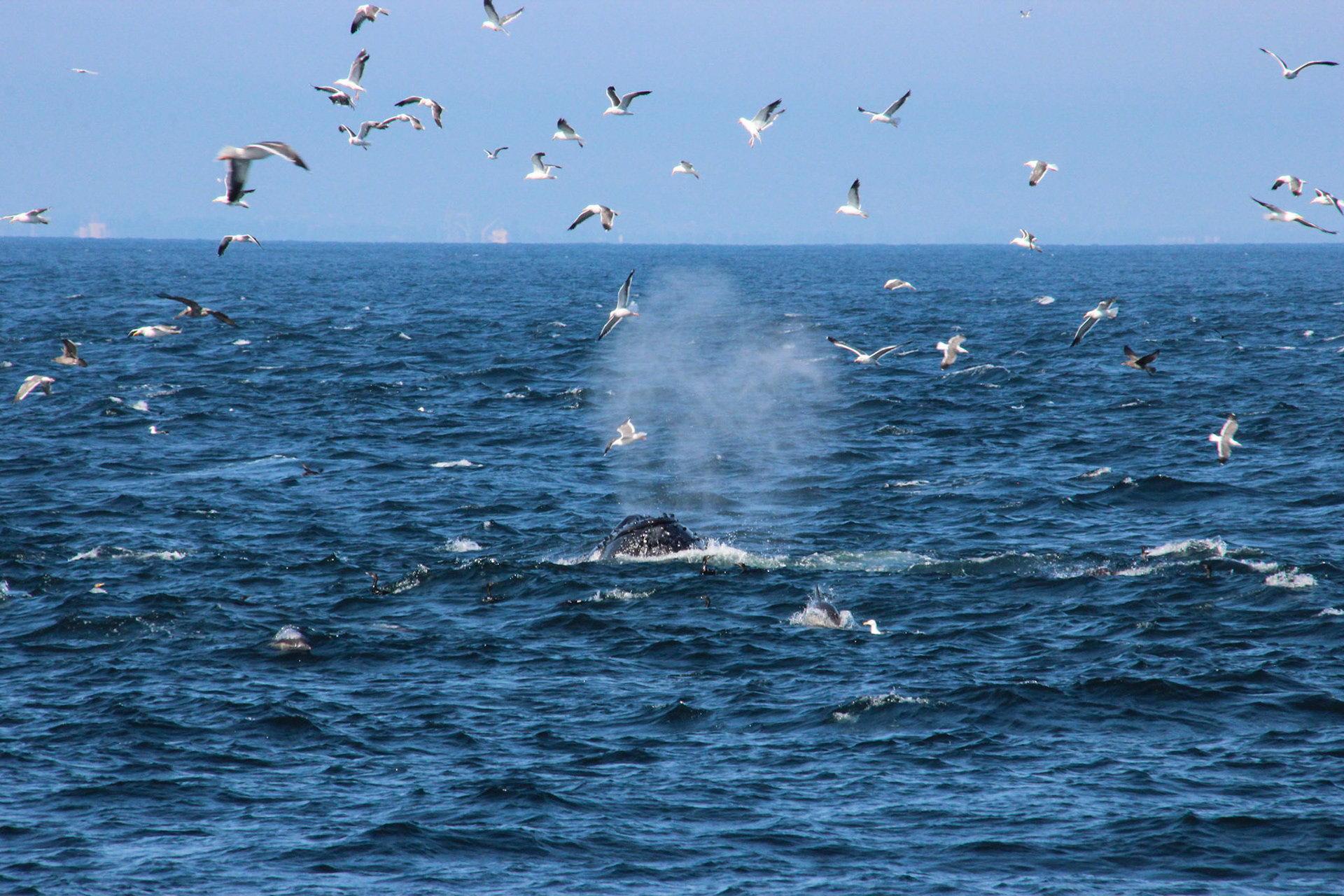 Feeding Frenzy - Channel Islands National Park - California