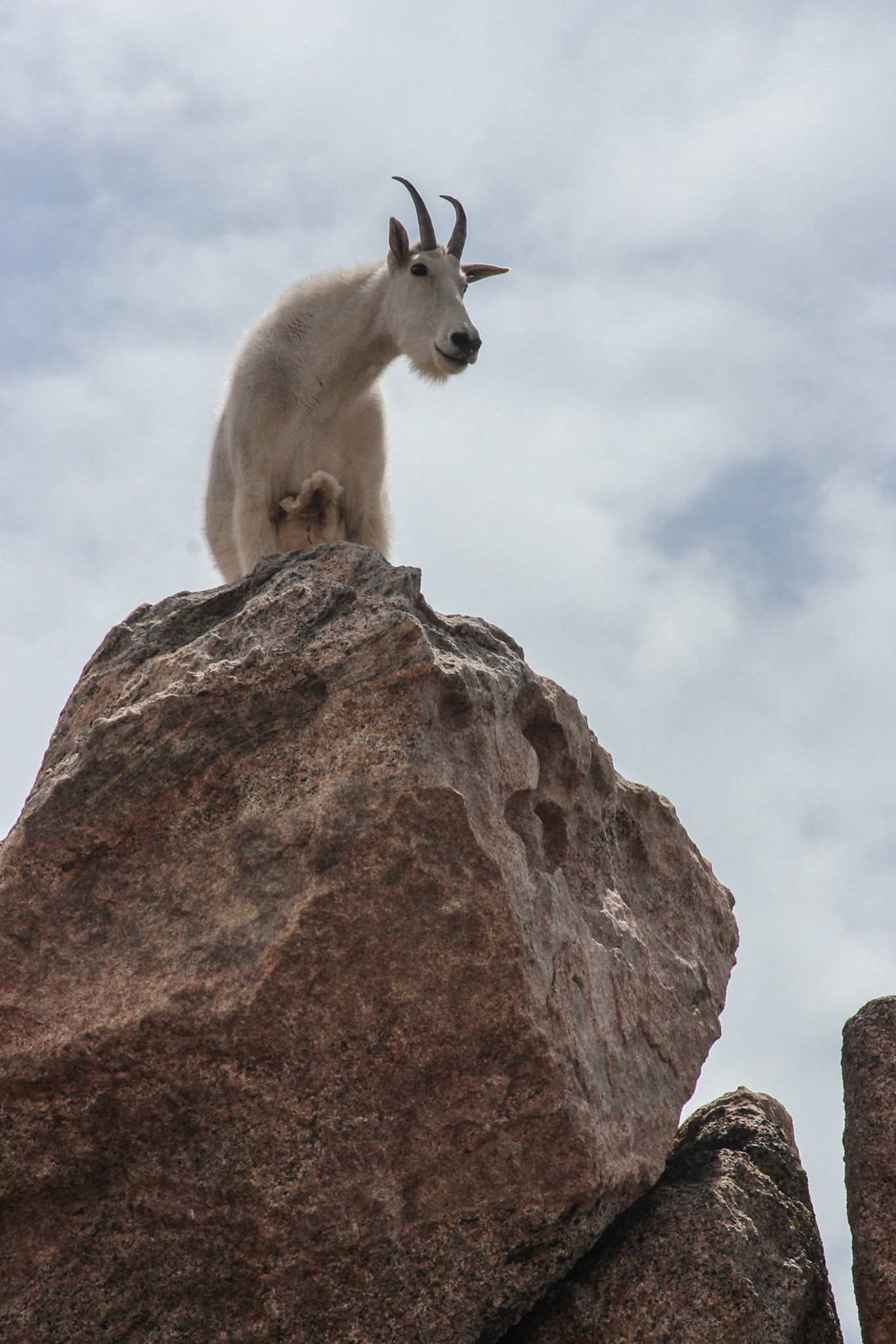 Mountain Goat - Mount Evans, Colorado