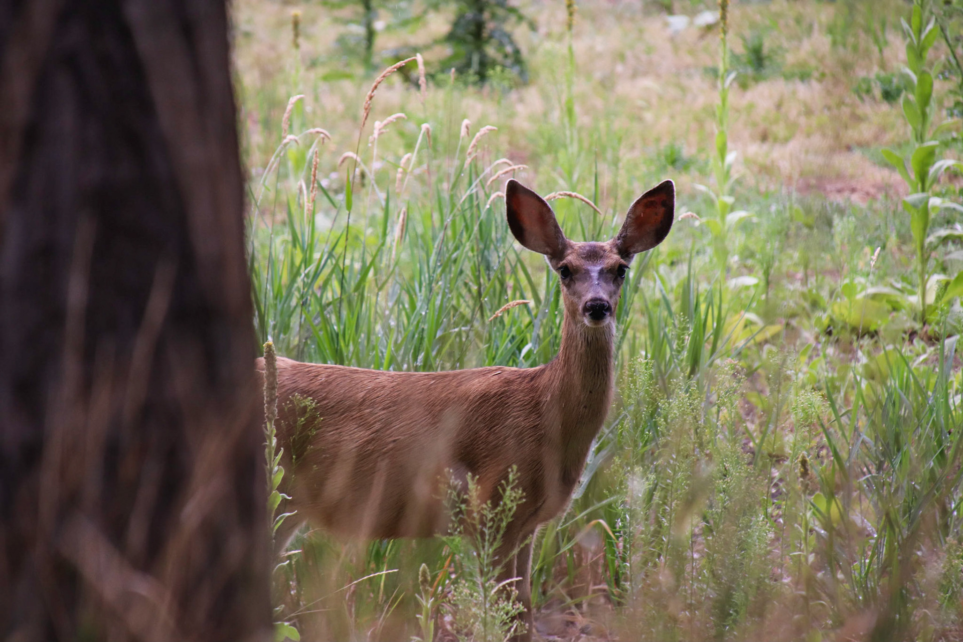 Deer - Rocky Mountain Arsenal - Denver, Colorado