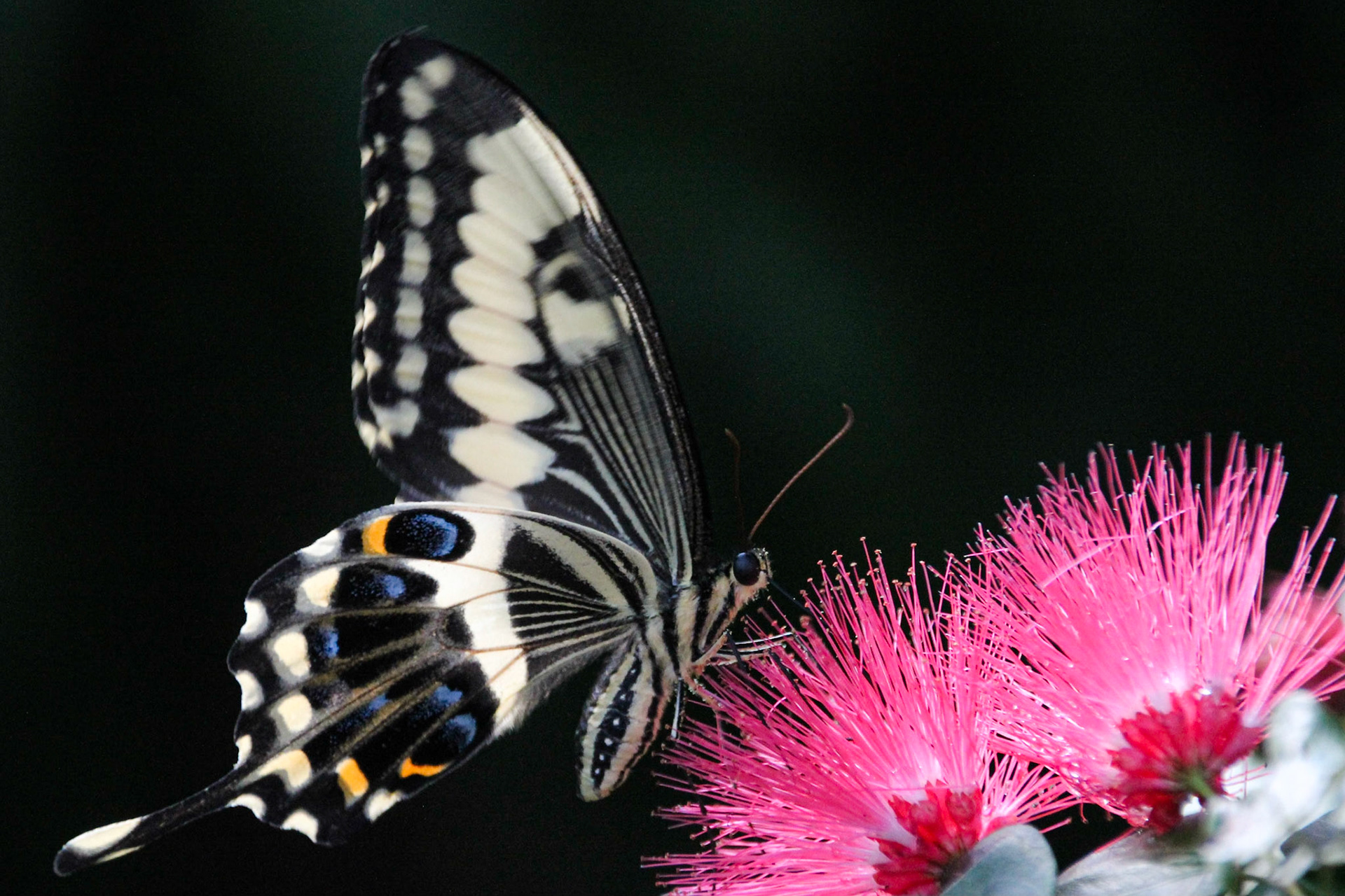 Butterfly Pavillion - Denver, CO