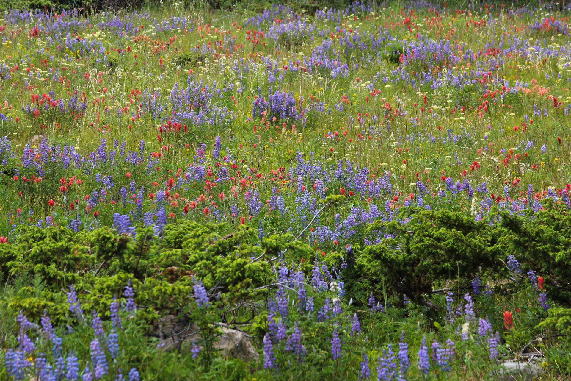Wildflowers at the ghost town of Caribou, Colorado
