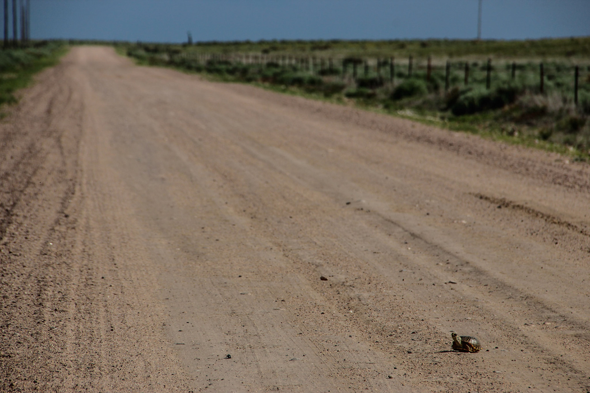 Ornate Box Turtle - Near Sand Creek, Colorado