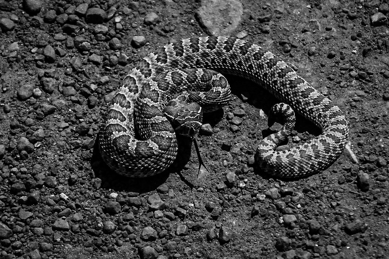 Devil's Backbone Open Space - Near Loveland, Colorado