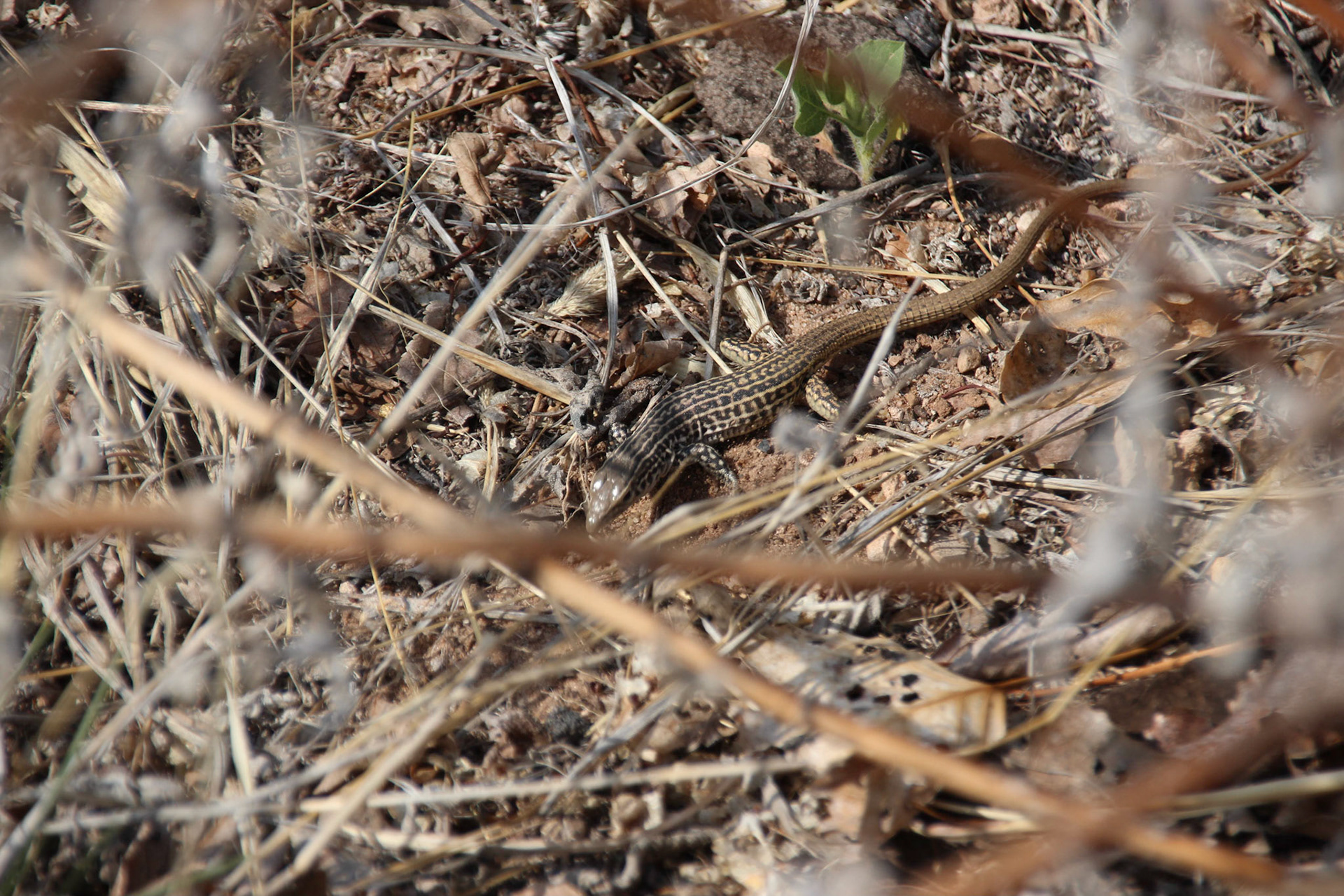 Lizard - Glenrio, New Mexico