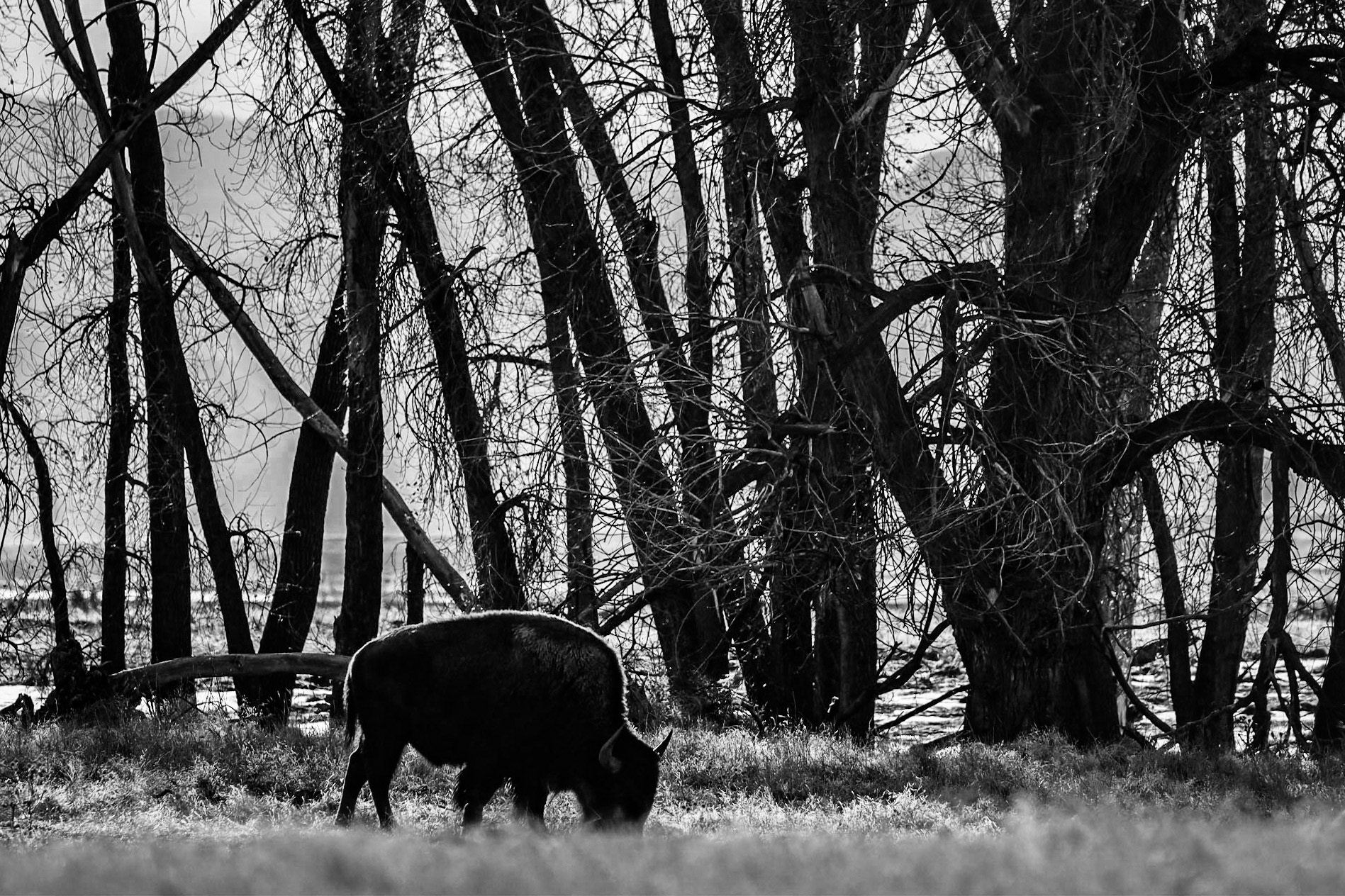 Bison at Rocky Mountain Arsenal National Wildlife Preserve, Denver, Colorado