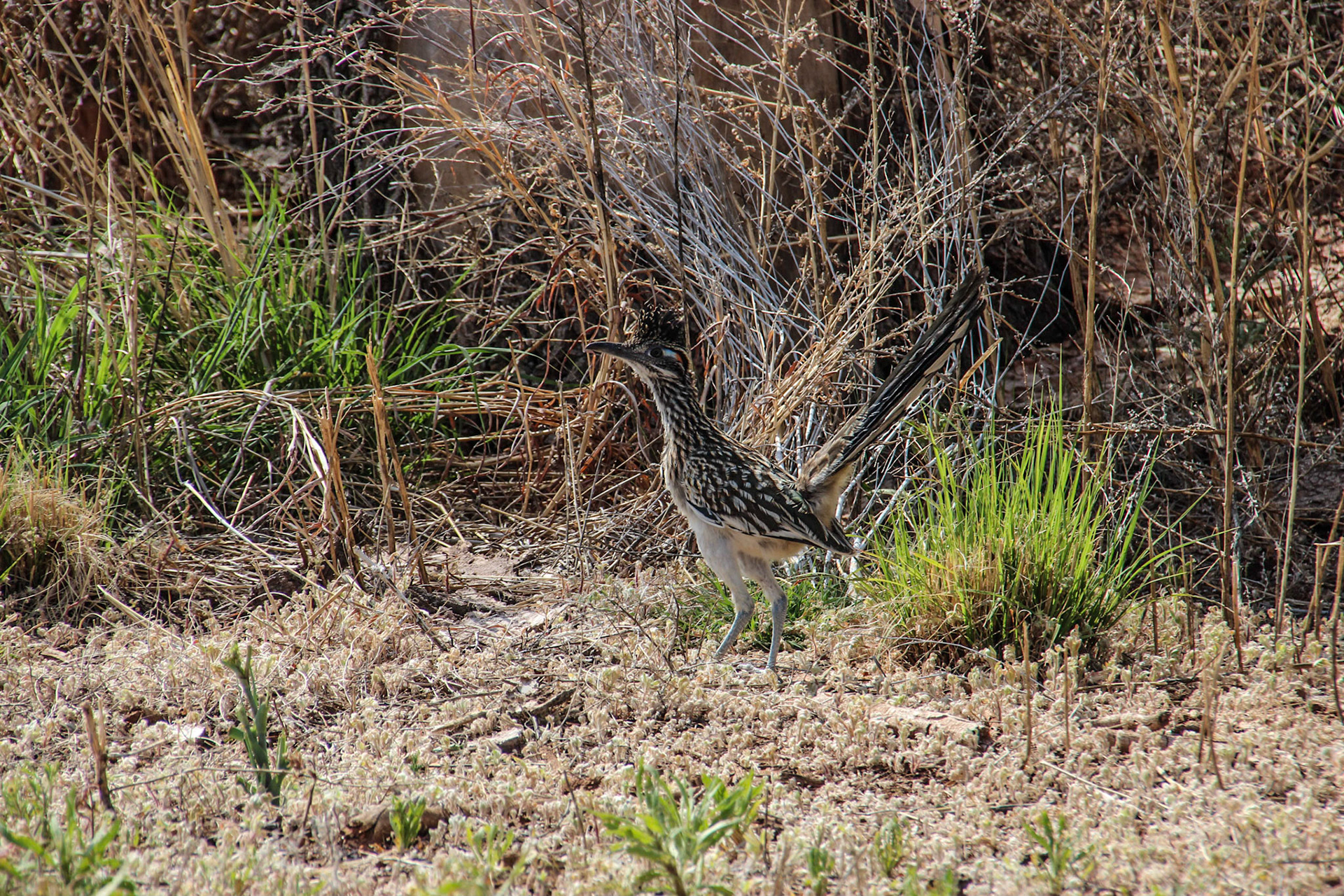 Roadrunner - Route 66 in New Mexico
