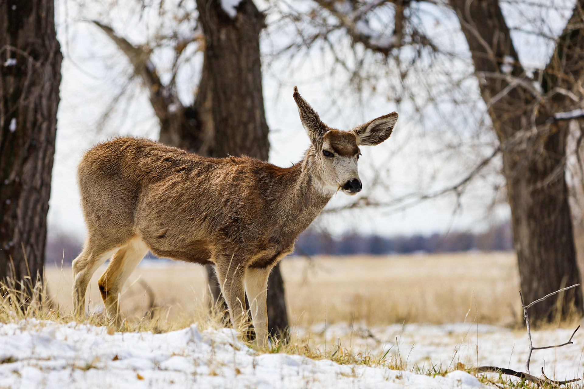 Deer - Rocky Mountain Arsenal