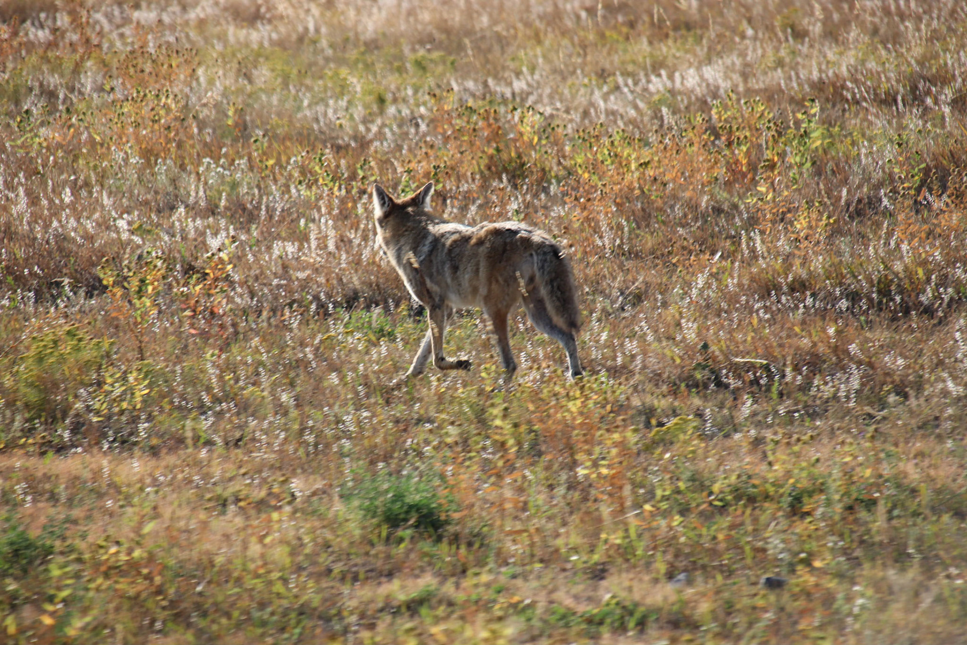 Coyote - Arvada, Colorado