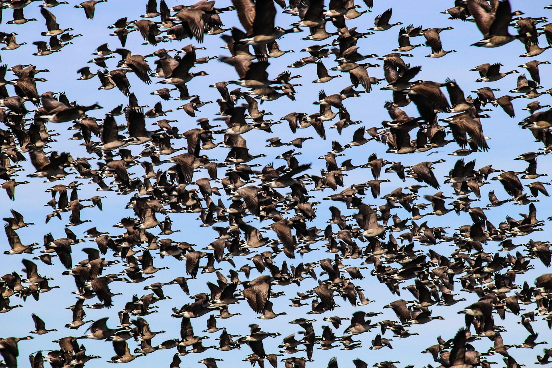 Canada Geese at Barr Lake - Near Denver, Colorado