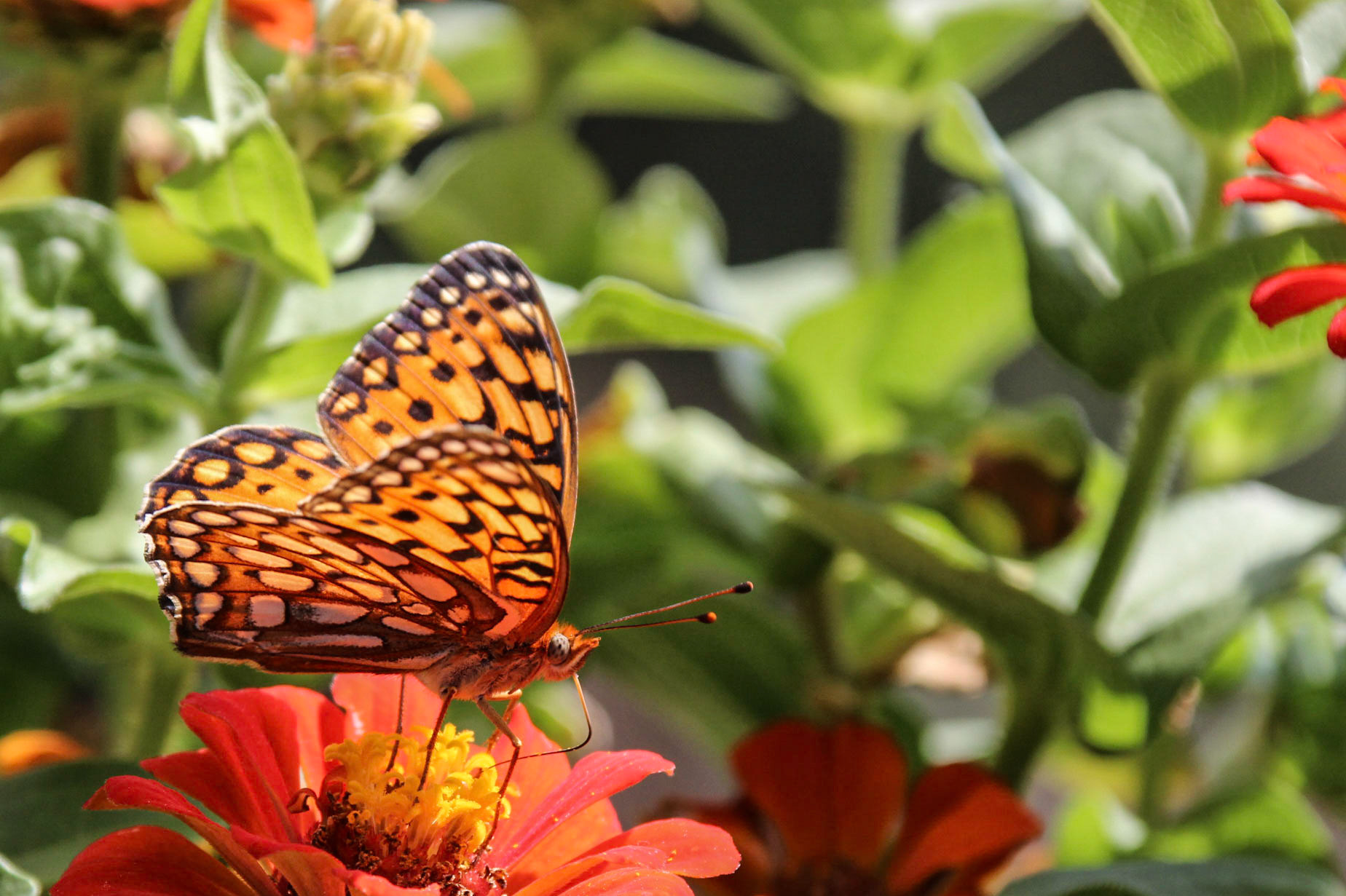 Painted Lady Butterfly - Denver, Colorado