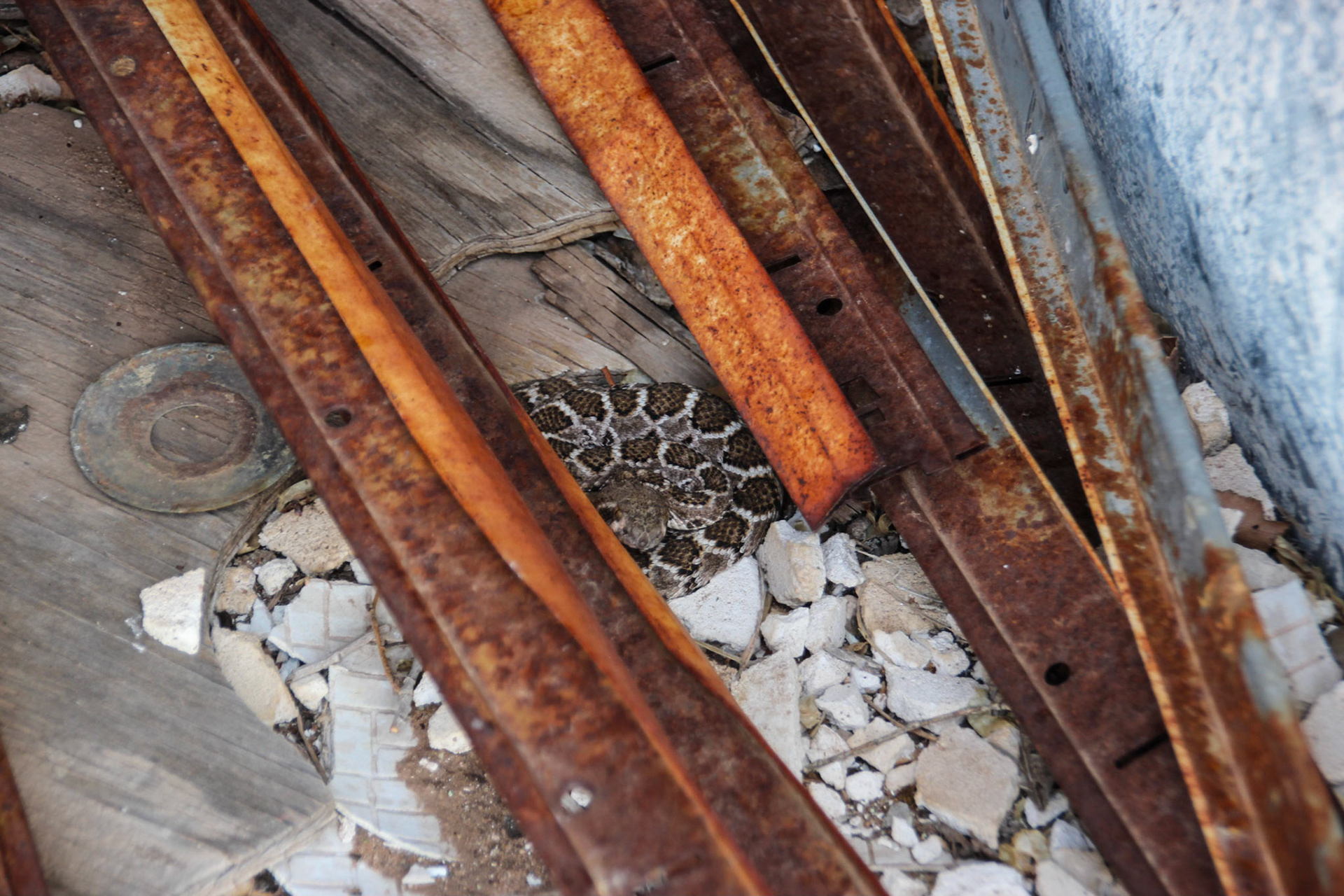 Rattlesnake - Glenrio, New Mexico