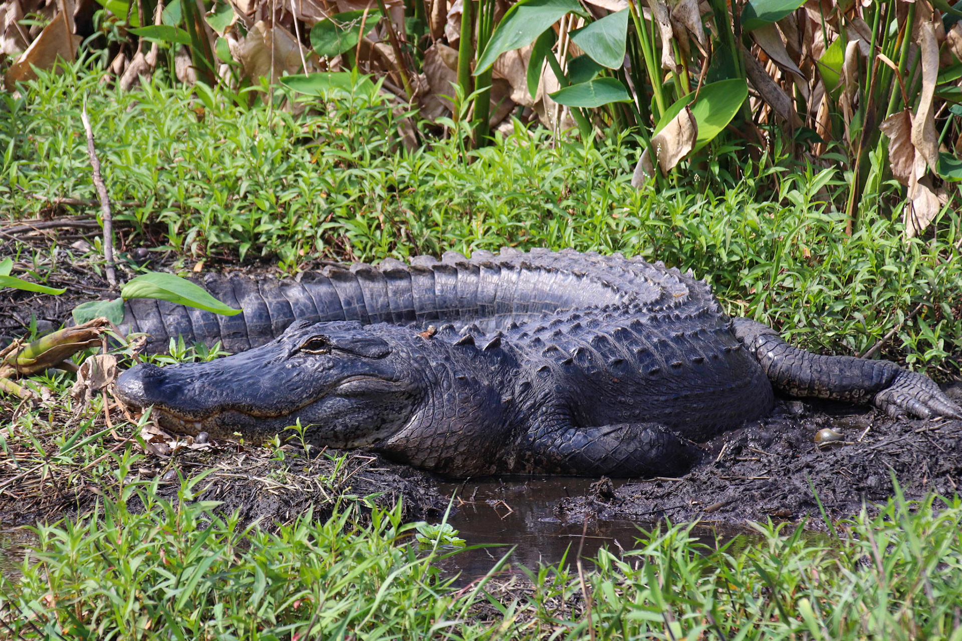 Aligator - Blue Springs State Park - Florida