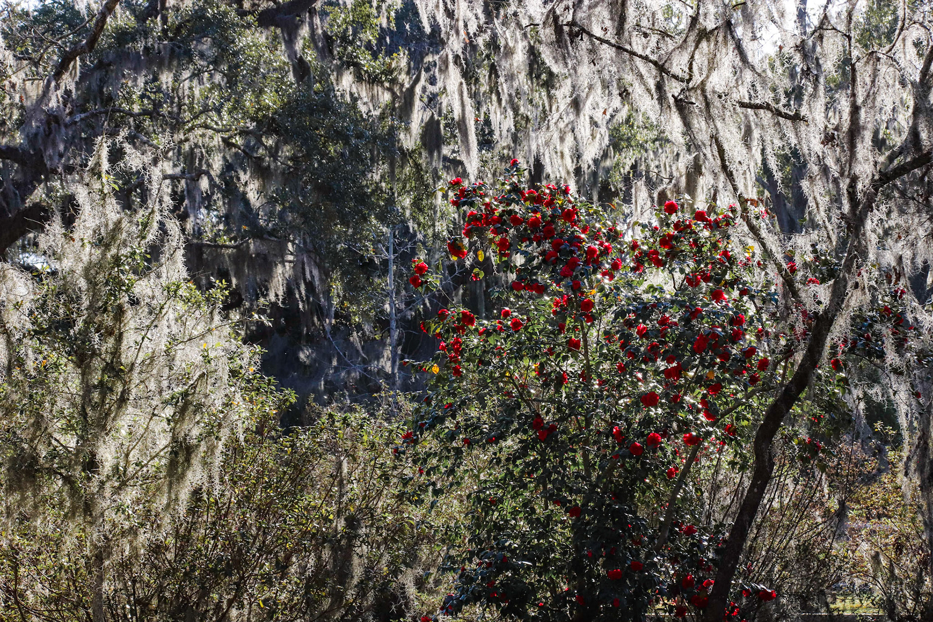Roses at Bonaventure Cemetery - Savannah, Georgia