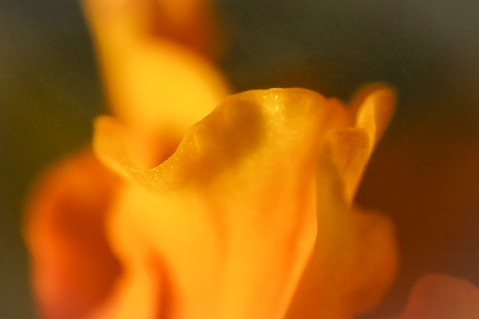 Daffodil Macro
