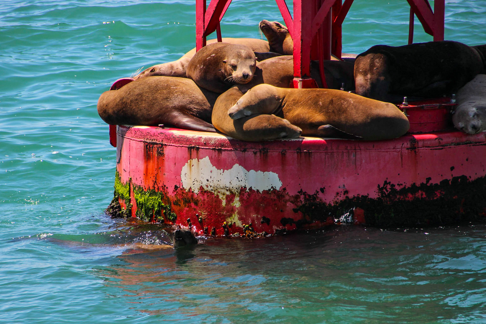 California Sealions -  Ventura Harbor, California