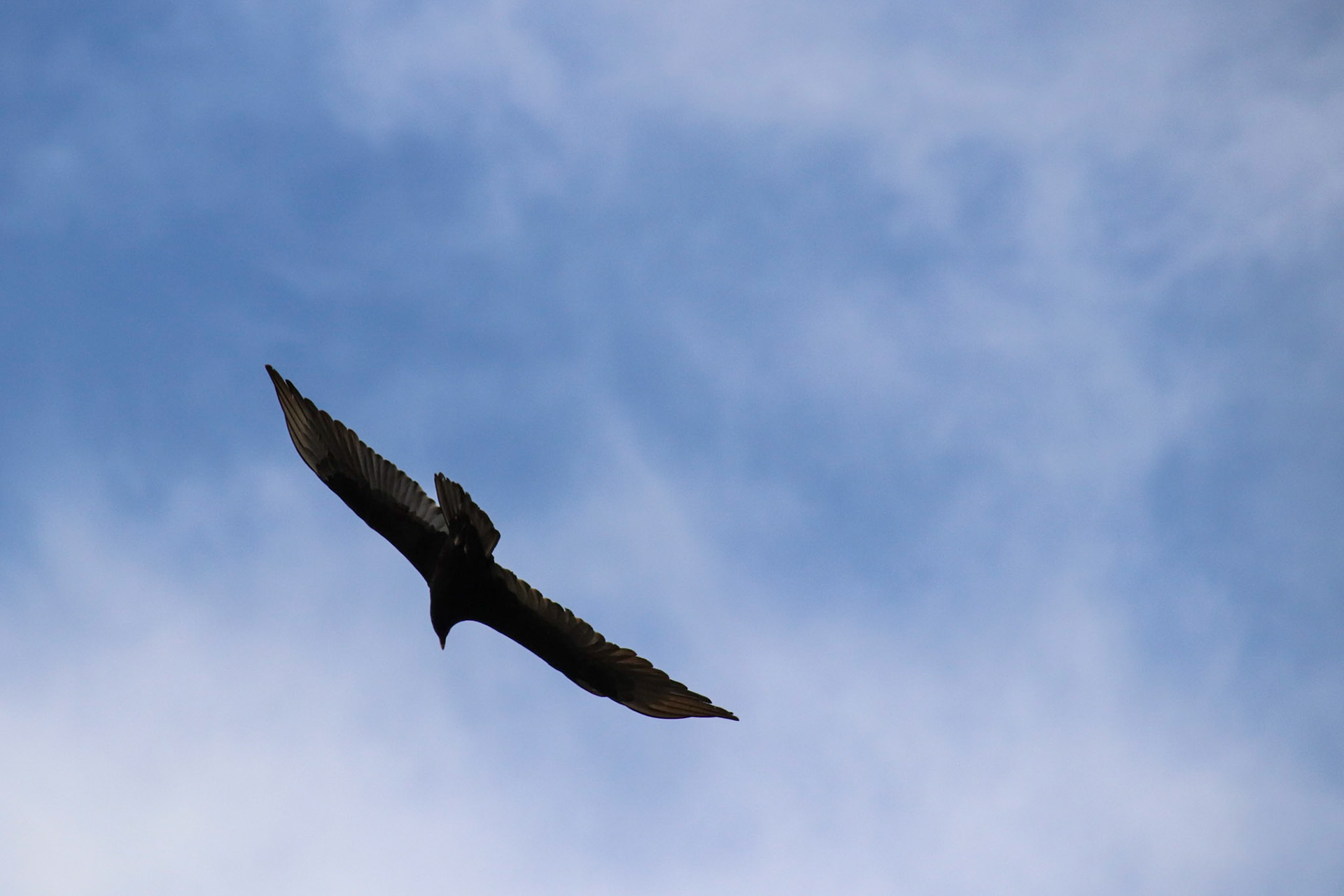 Turkey Vulture - State Bridge, Colorado