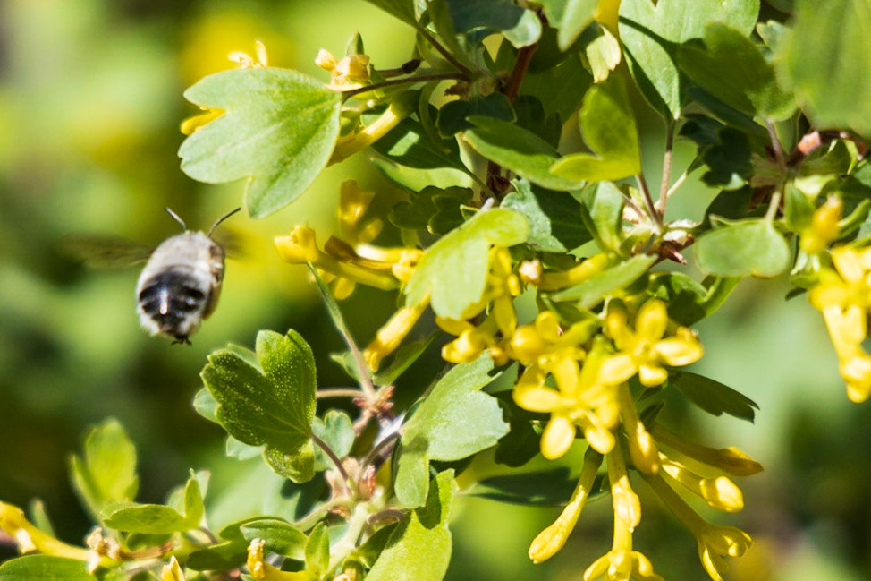 Bee - Santa Fe, New Mexico