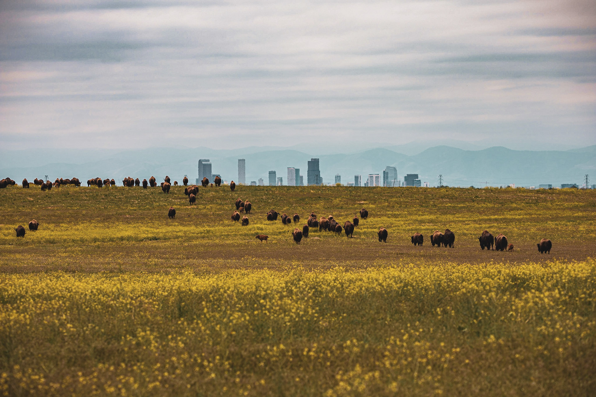 Rocky Mountain Arsenal National Wildlife Refuge - Denver, Colorado