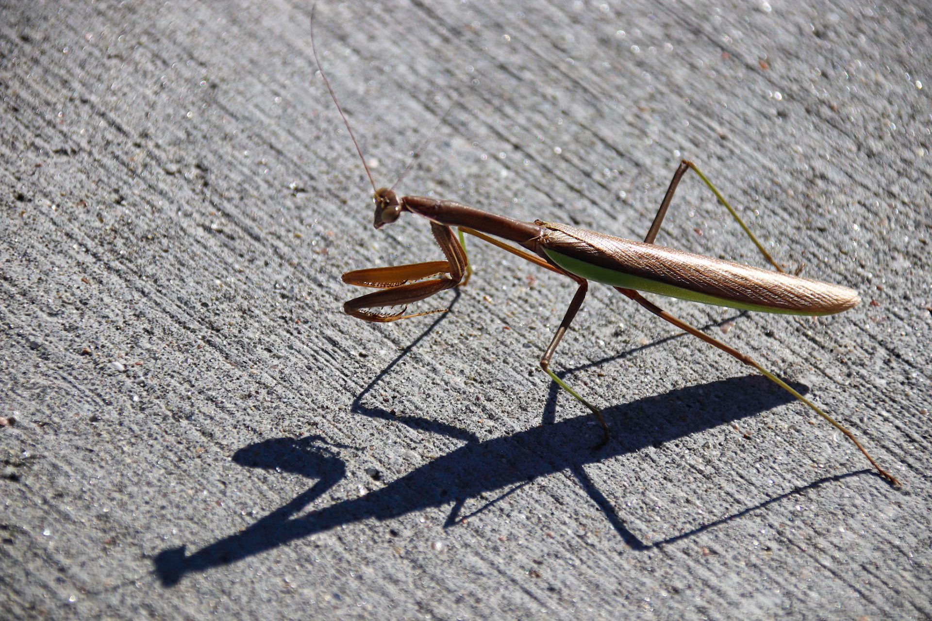 Praying Mantis - Omaha, Nebraska