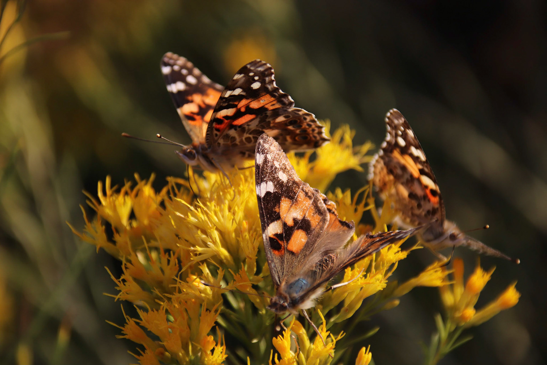 Painted Lady Butterflies - Denver, Colorado