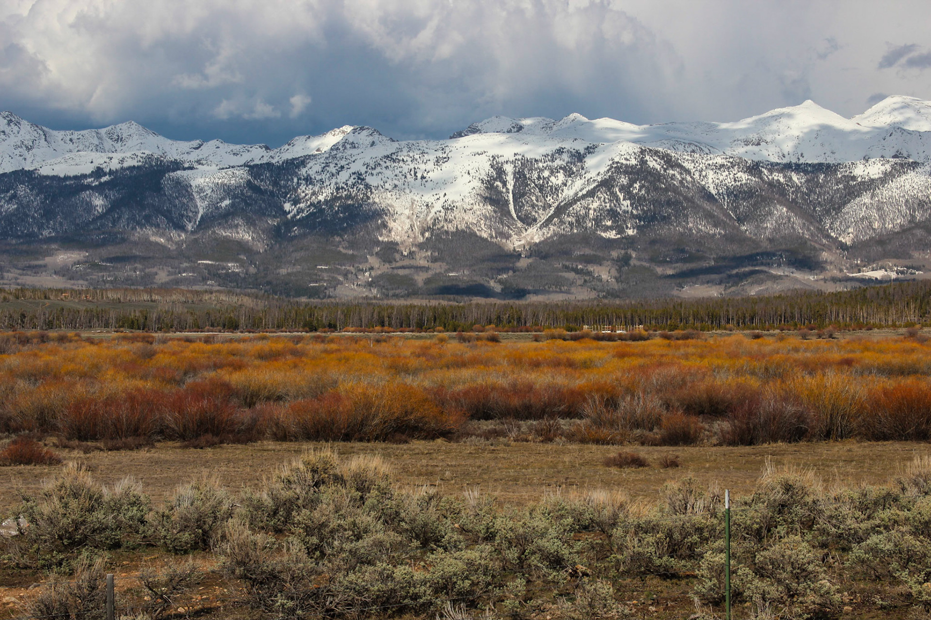 Willow trees - Never Summer Range