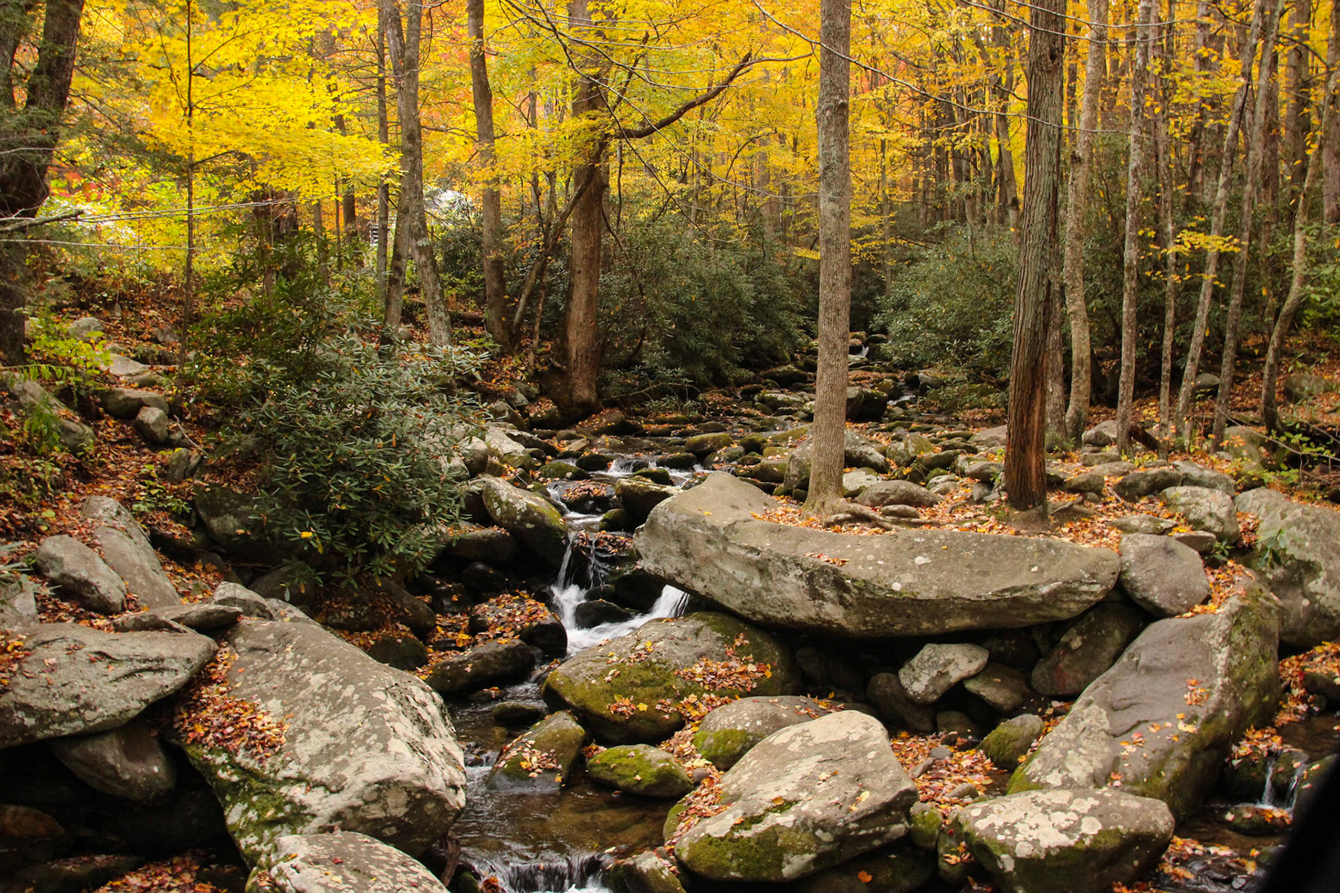 Fall Colors - Great Smoky Mountains National Park