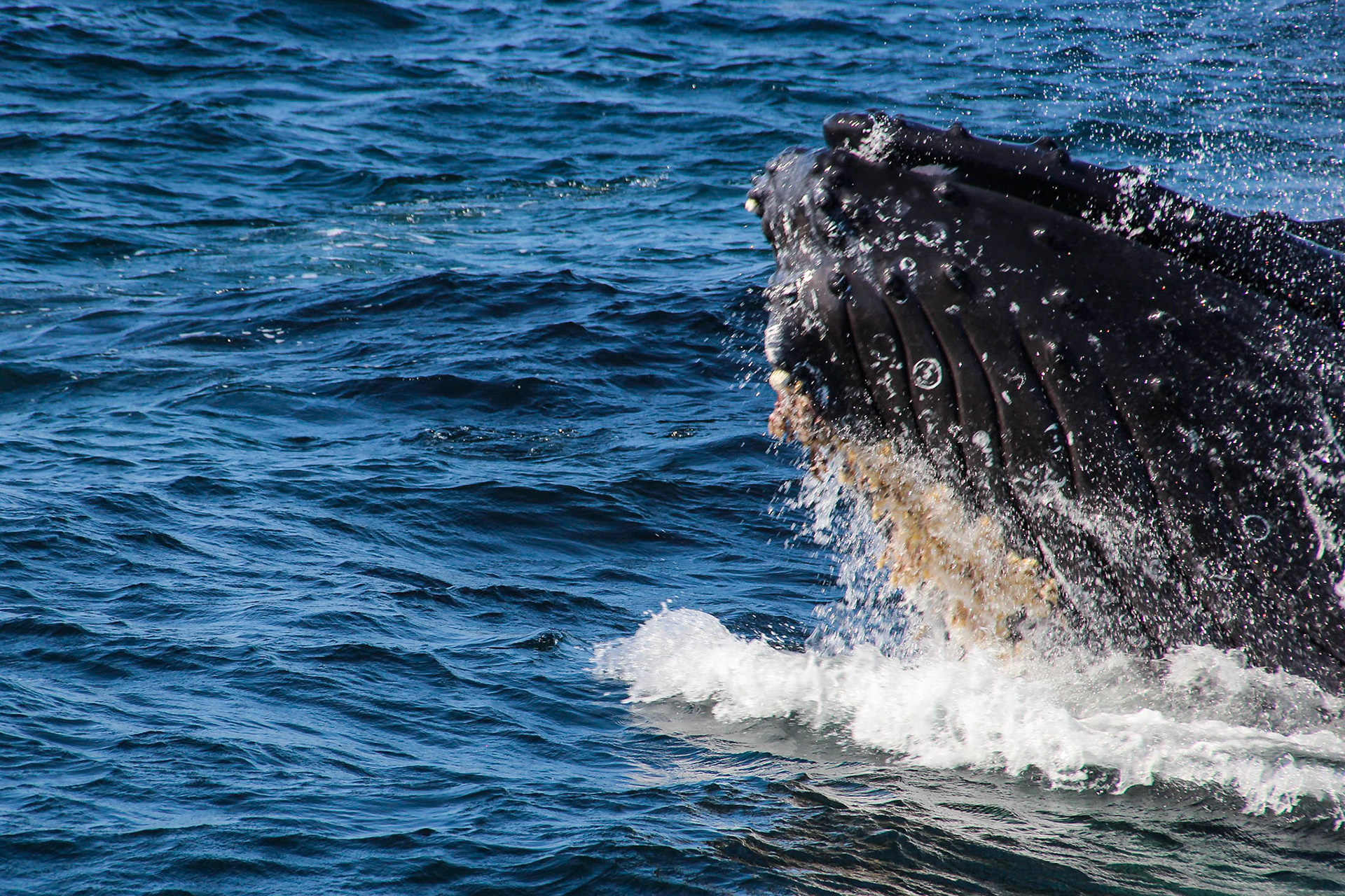 Whale -  Channel Islands National Park - California