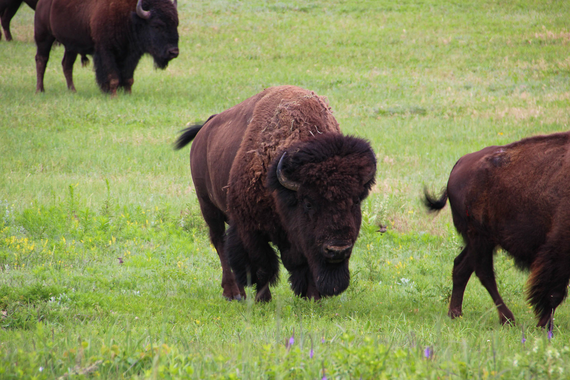 Buffalo Herd - South Dakota
