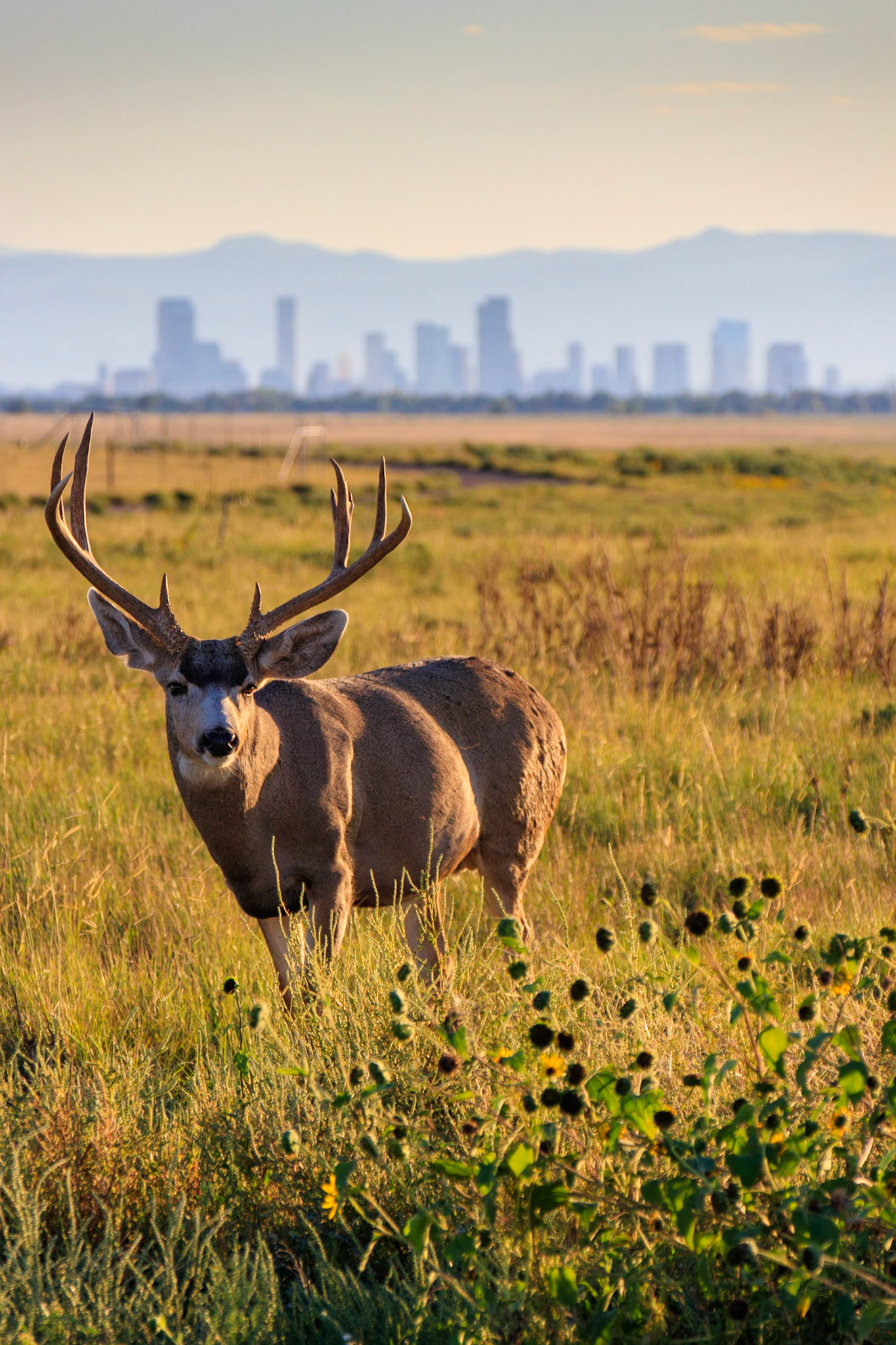 Deer - Rocky Mountain Arsenal - Denver, Colorado