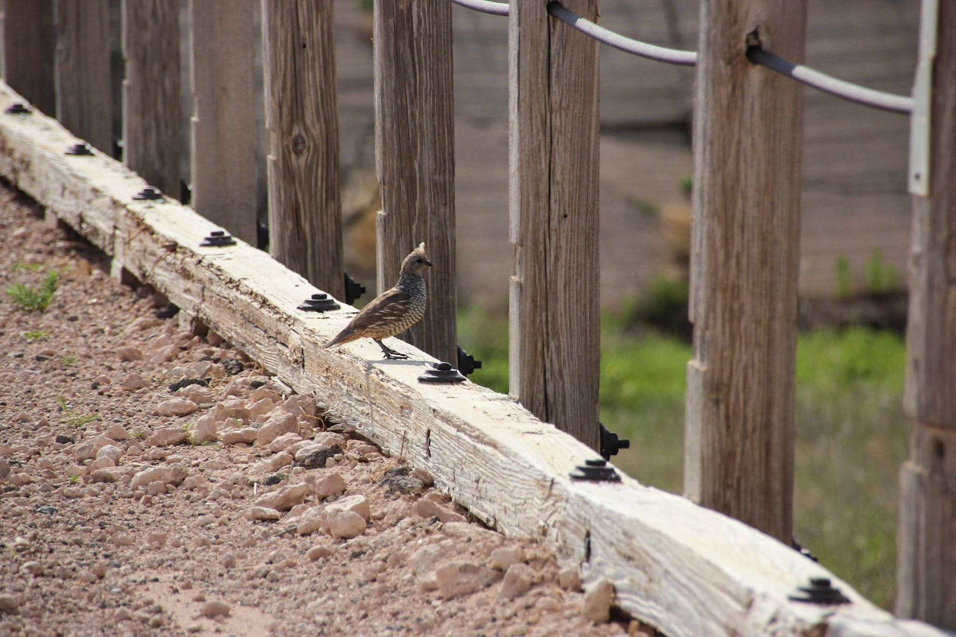 Scaled Quail - Old Route 66 in New Mexico