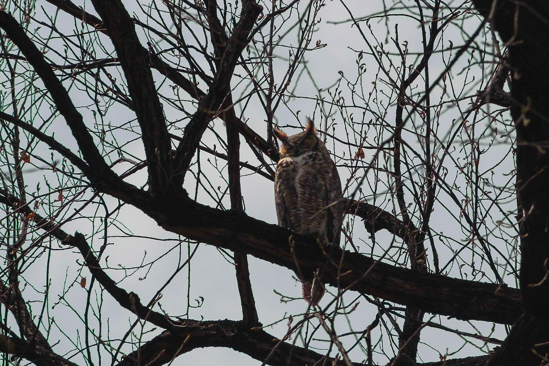 Sleeping Great Horned Owl - Fort Collins, Colorado