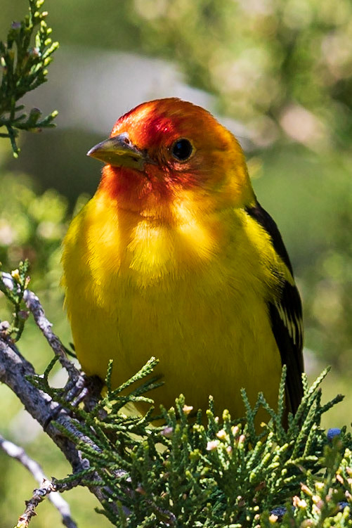 Western Tanager - Arvada, Colorado