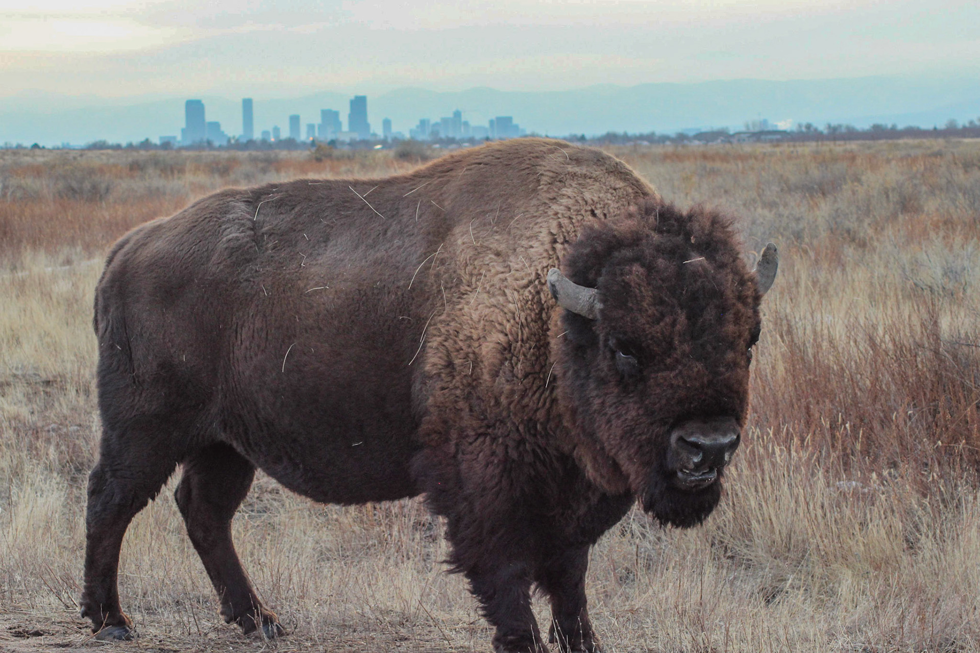 Rocky Mountain Arsenal National Wildlife Preserve - Denver, Colorado
