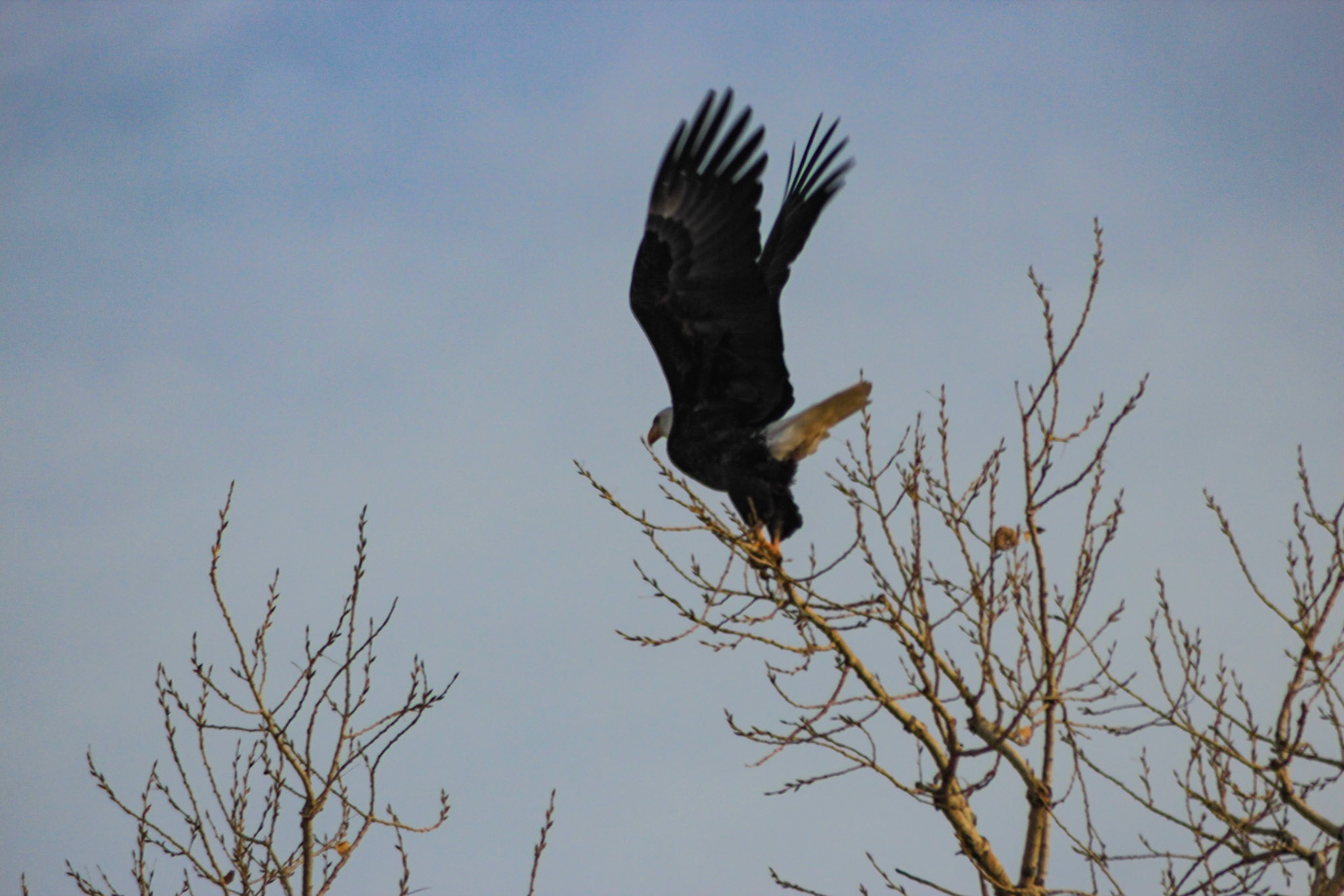Bald Eagle - Rocky Mountain Arsenal National Wildlife Preserve - Denver, Colorado