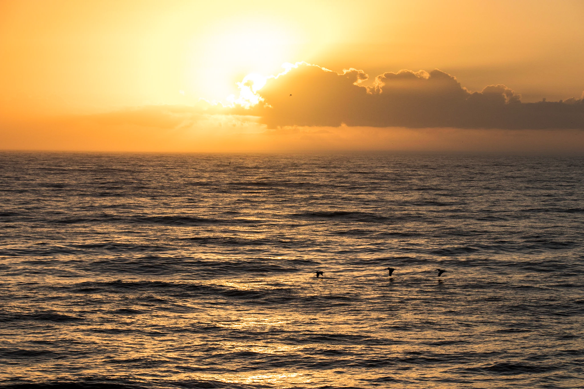 Pelicans Flying Over the Atlantic - St. Augustine, Florida