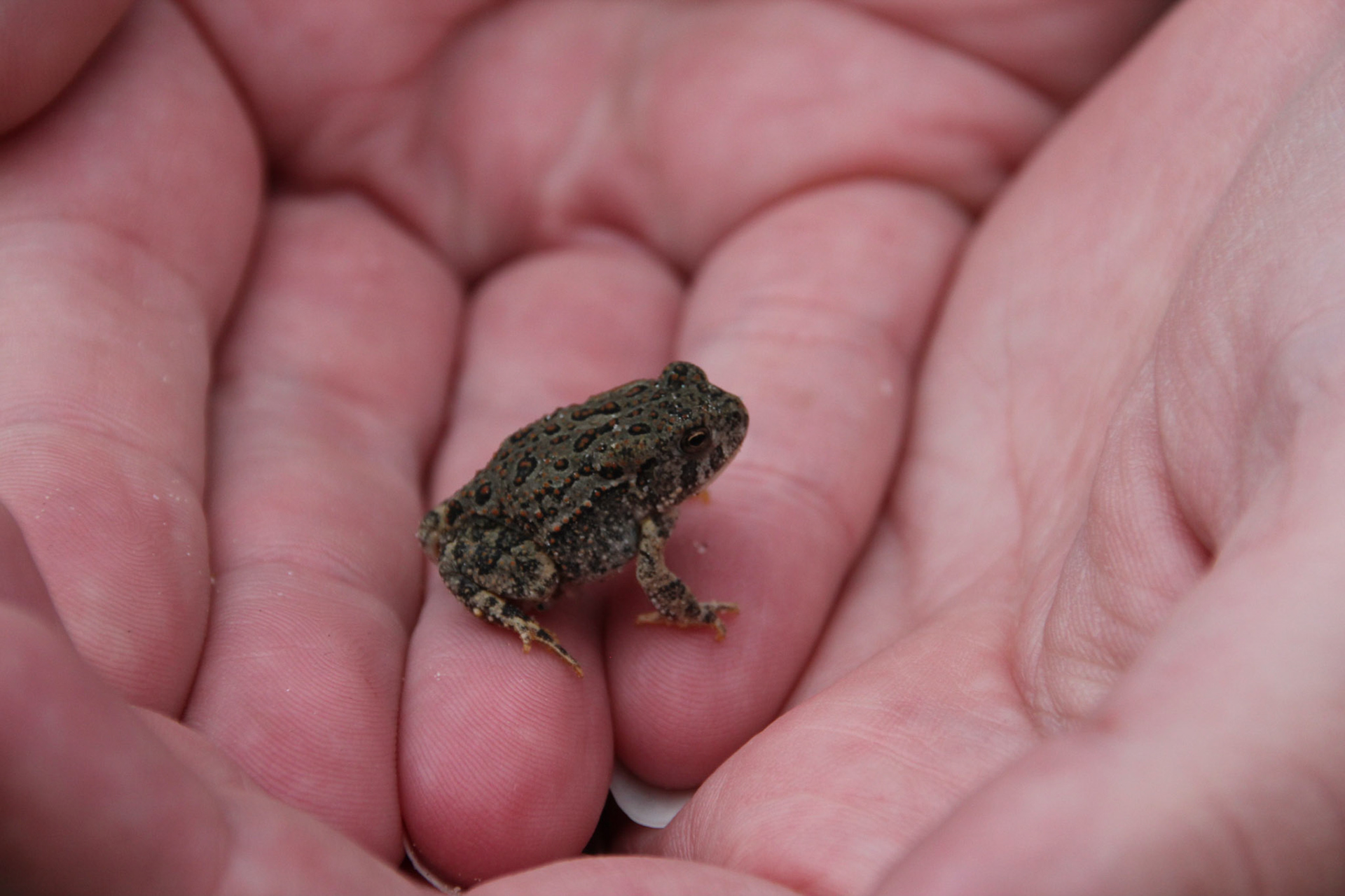Julie's Frog Dr Jour -  Scottsbluff Nebraska