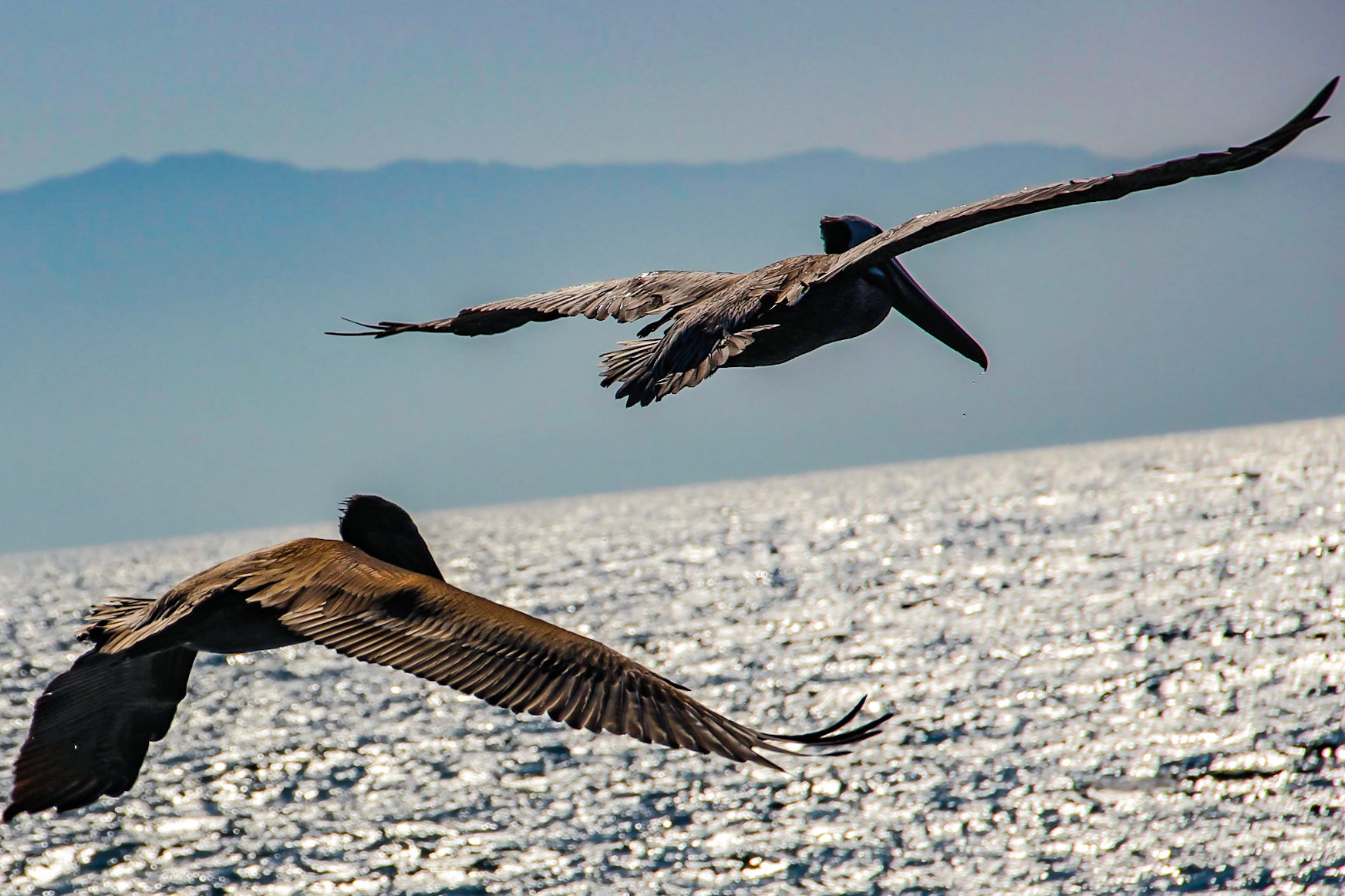 Pelican - Channel Islands National Park - California