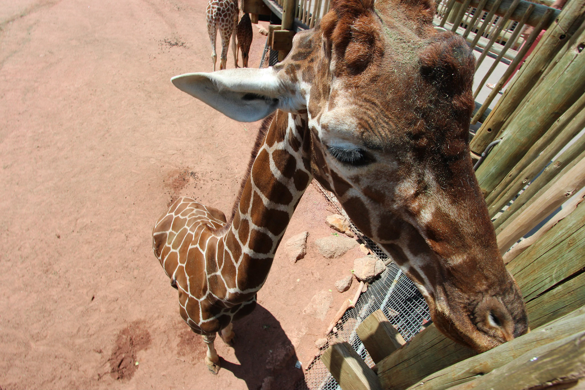 Giraffes - Cheyenne Mountain Zoo, ColoradoSprings