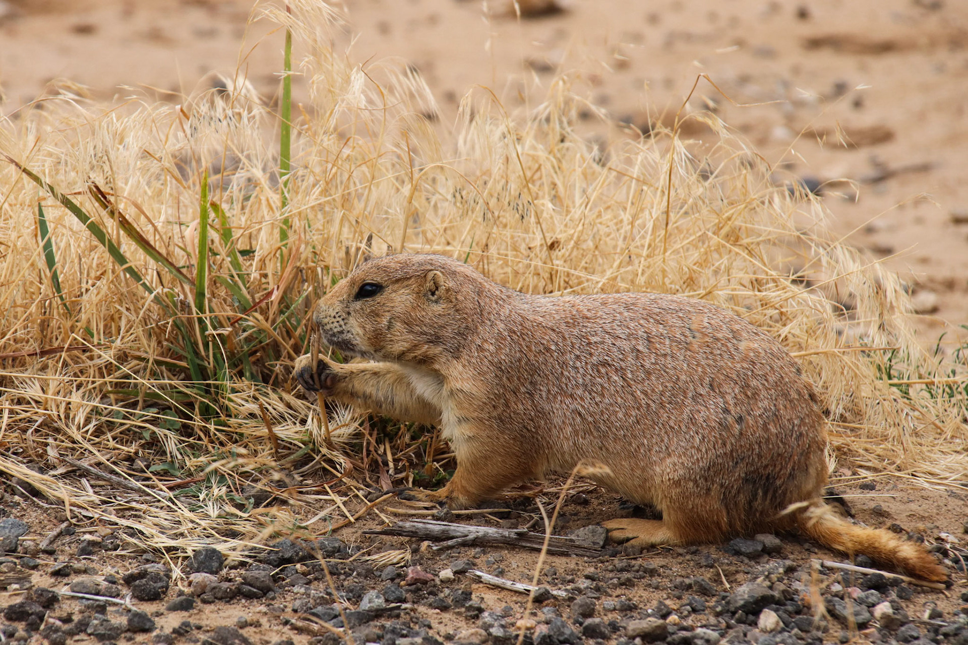 Prarie Dog - Rocky Mountain Arsenal - Denver, Colorado