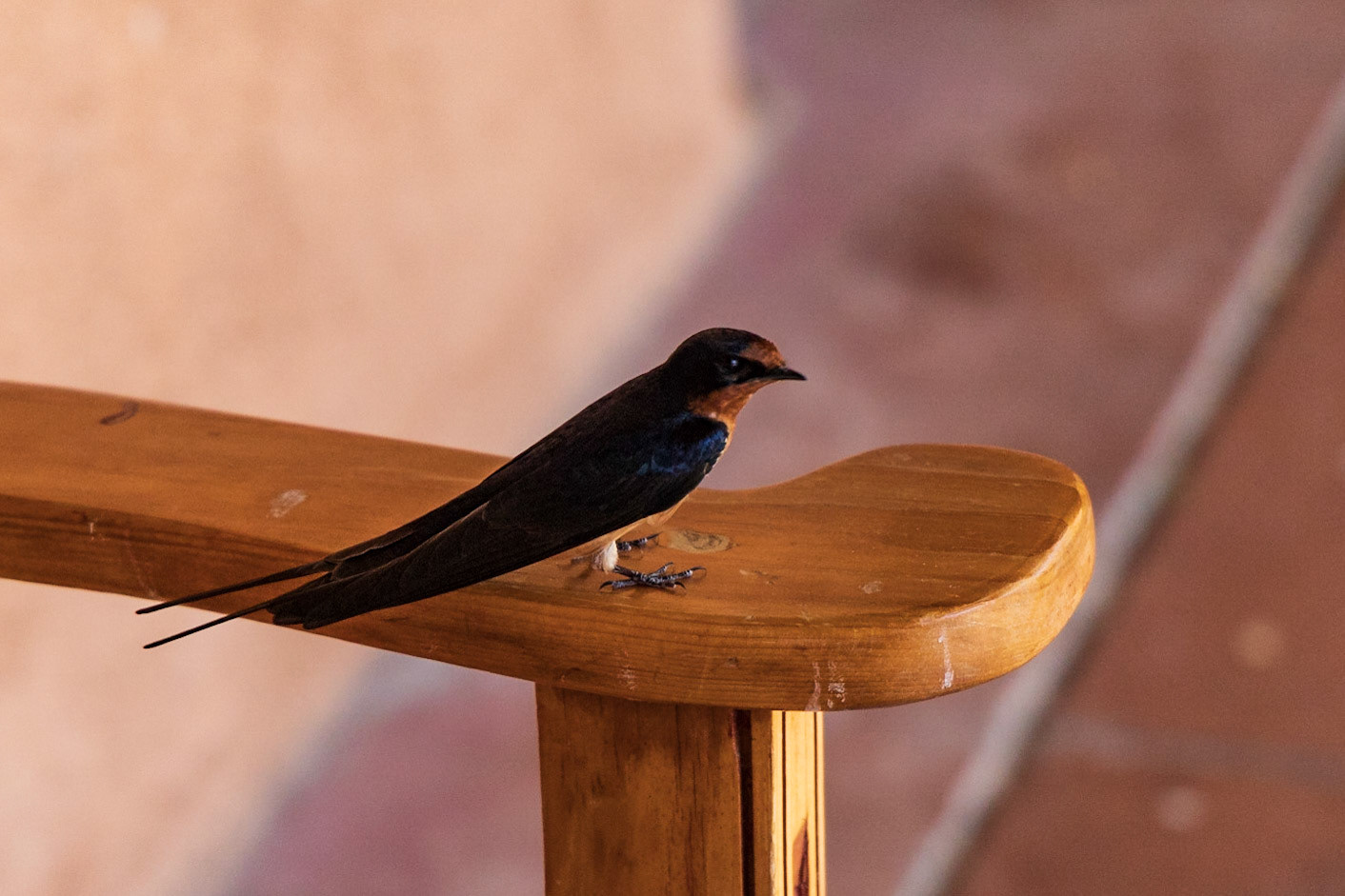 Barn Swallow - White Sands National Monument