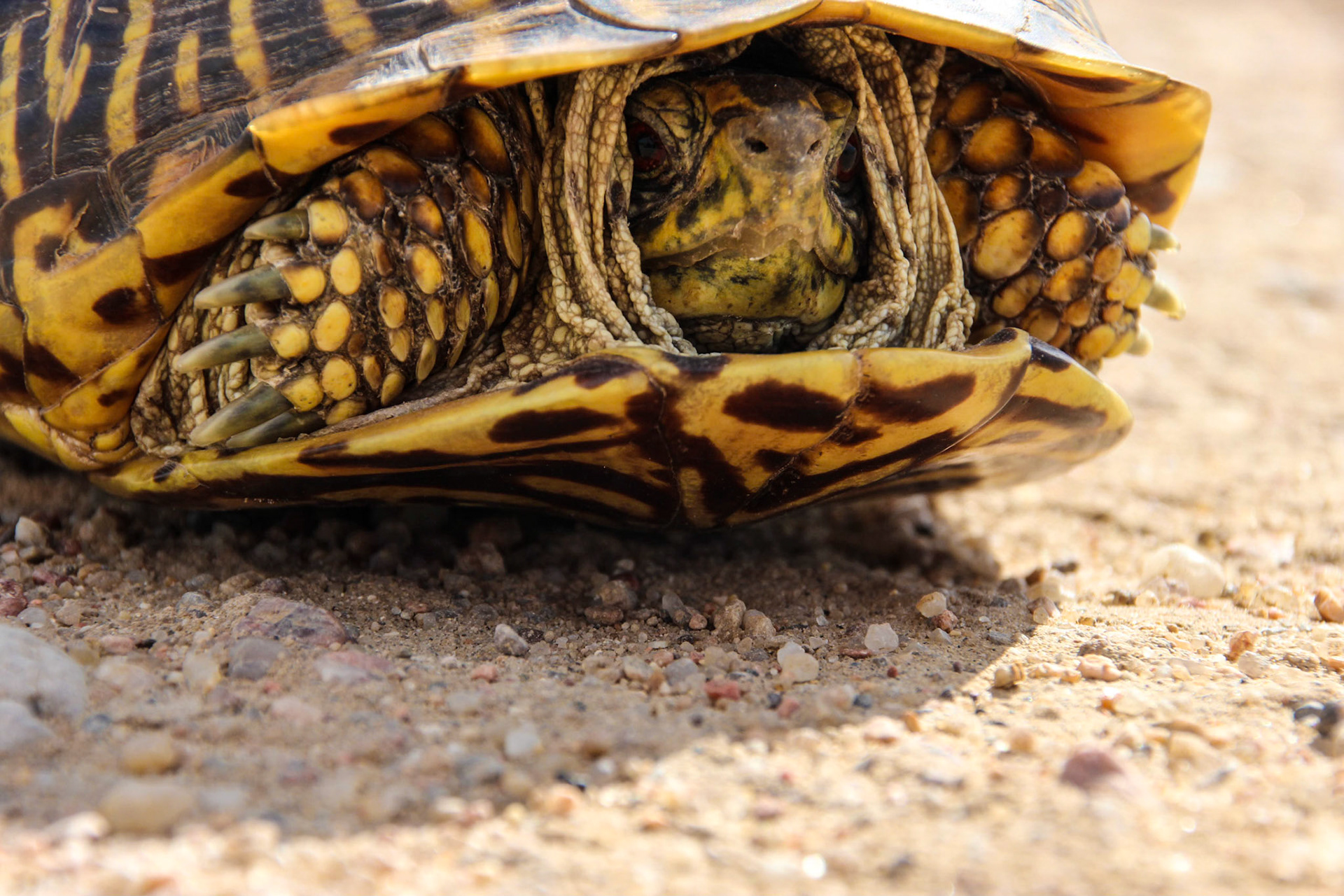 Ornate Box Turtle - Near Sand Creek, Colorado