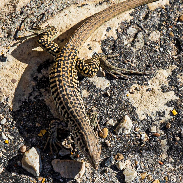 Carlsbad Caverns National Park