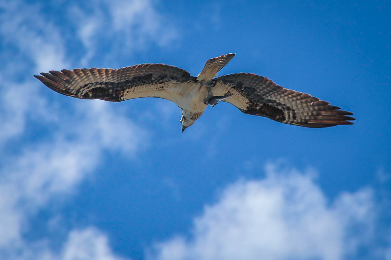 Osprey with a Trout  - Near Nederland