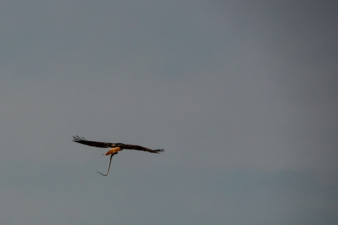 Red Tailed Hawk with a snake - New Mexico