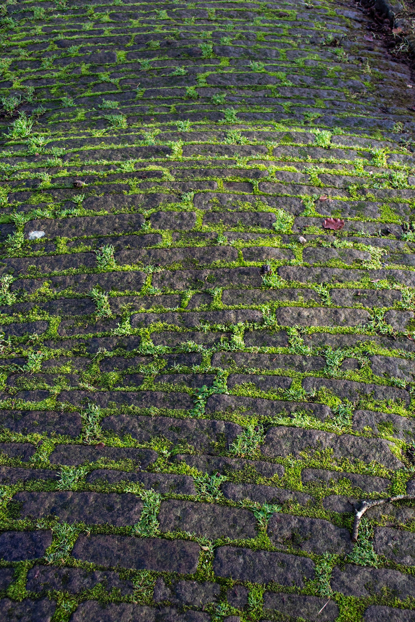Mossy Footpath - Watts Chapel - Compton, Surrey