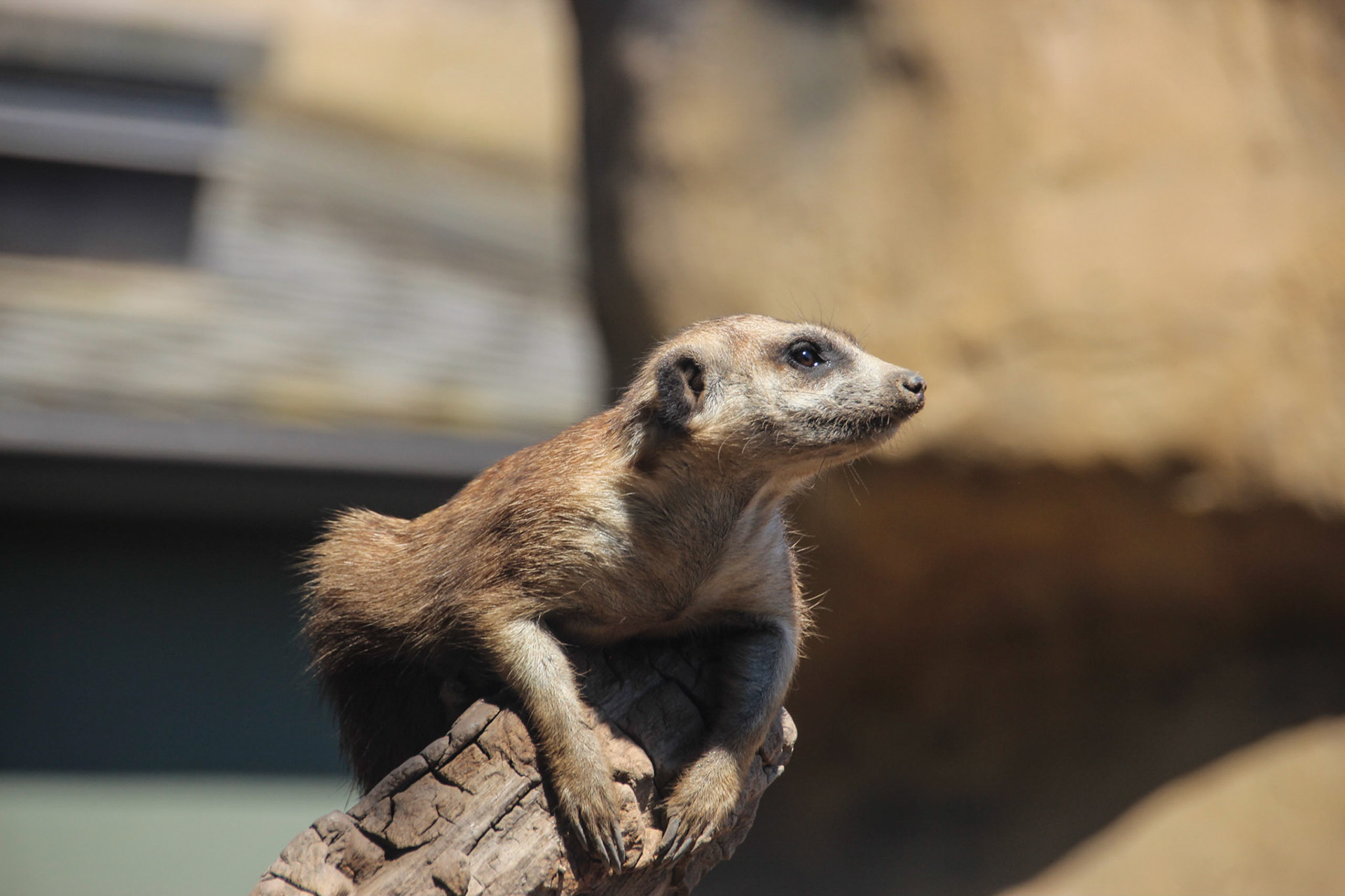 Meerkat - Santa Barbara Zoo
